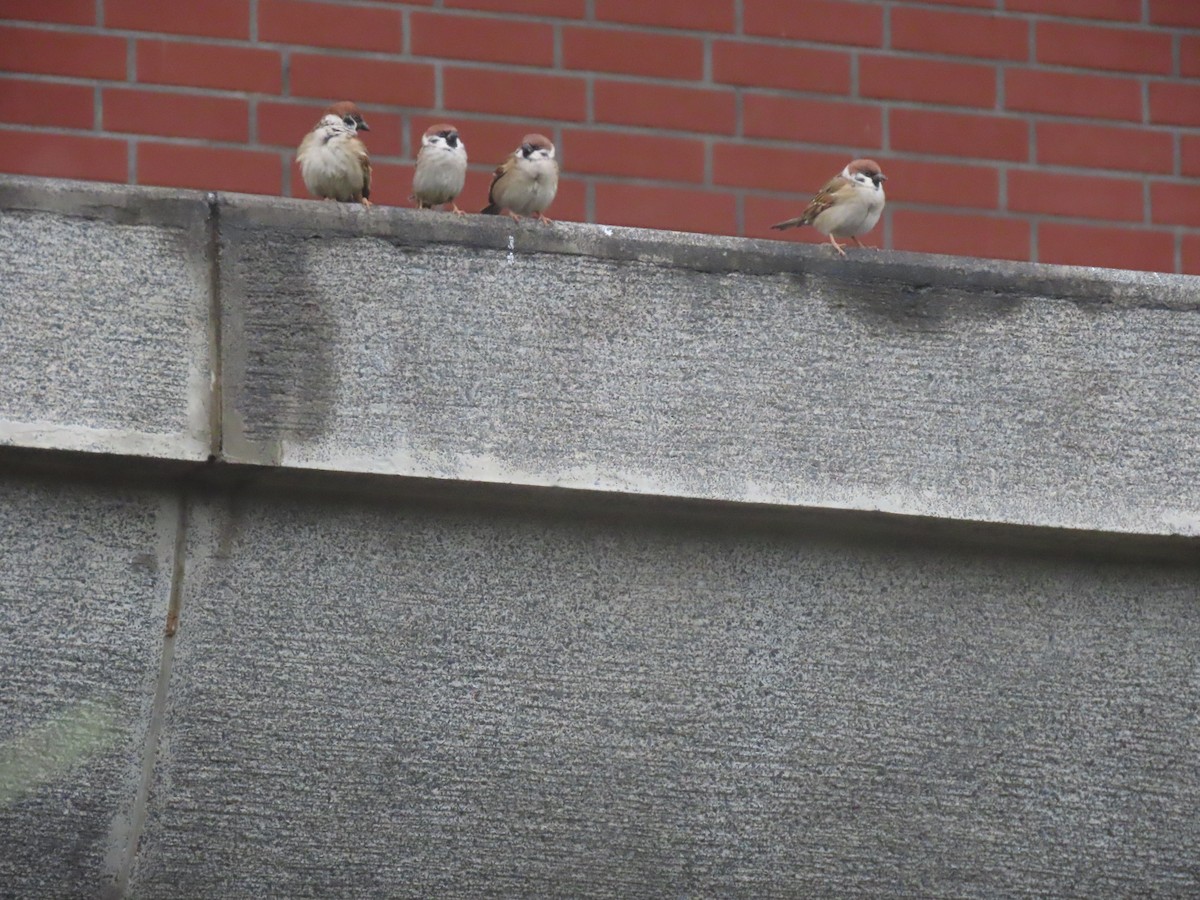 Eurasian Tree Sparrow - ML518758921