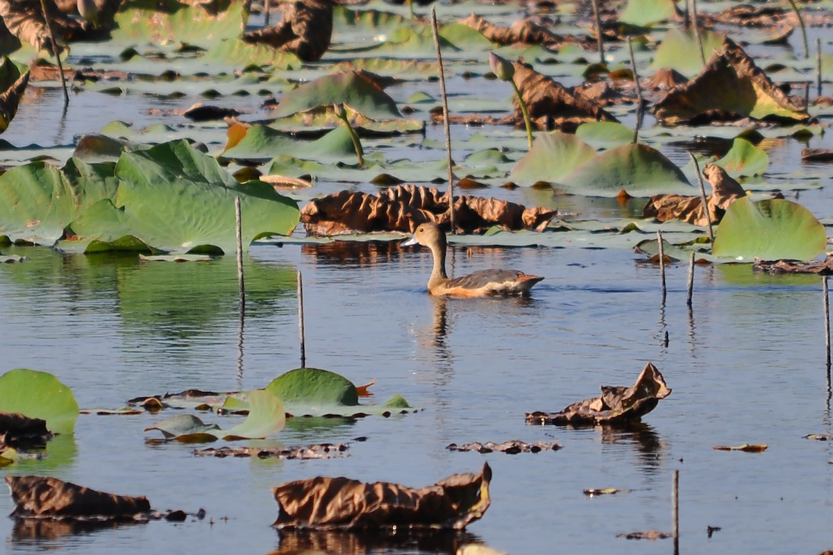 Lesser Whistling-Duck - ML518759111