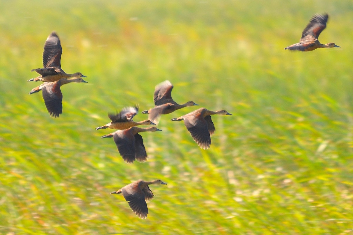 Lesser Whistling-Duck - ML518759161