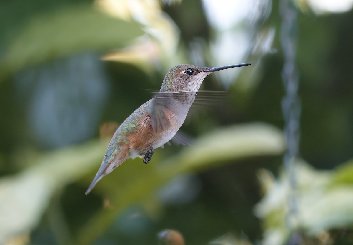 eBird Checklist - 31 Dec 2022 - 20303 SW 322nd St, Homestead US-FL 25. ...