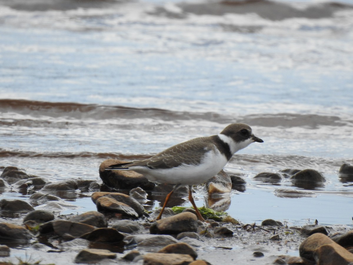 Semipalmated Plover - ML518760121
