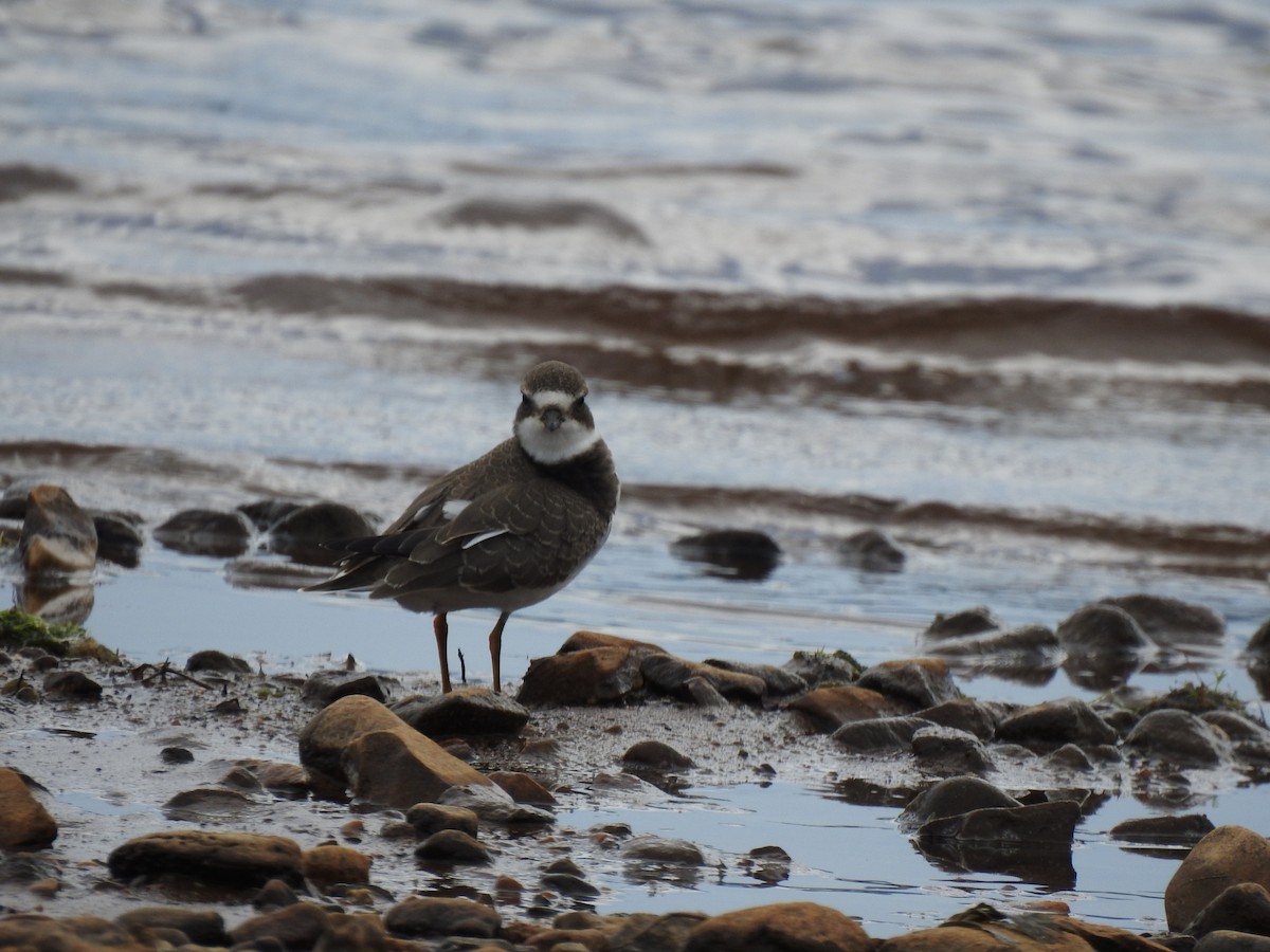 Semipalmated Plover - ML518760611