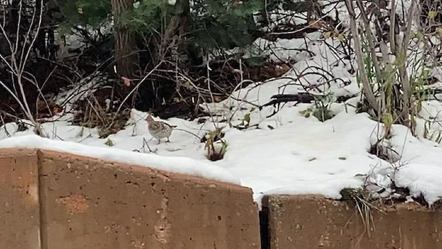 Ruffed Grouse - ML518762431