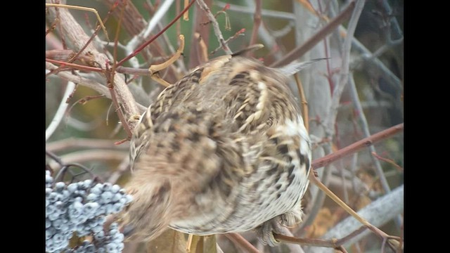 Ruffed Grouse - ML518762441