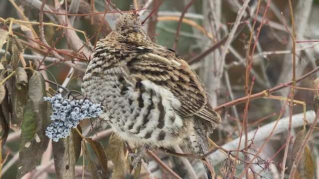 Ruffed Grouse - ML518762481