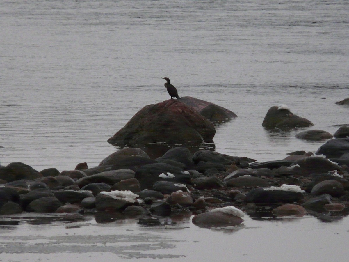 Double-crested Cormorant - ML518762761