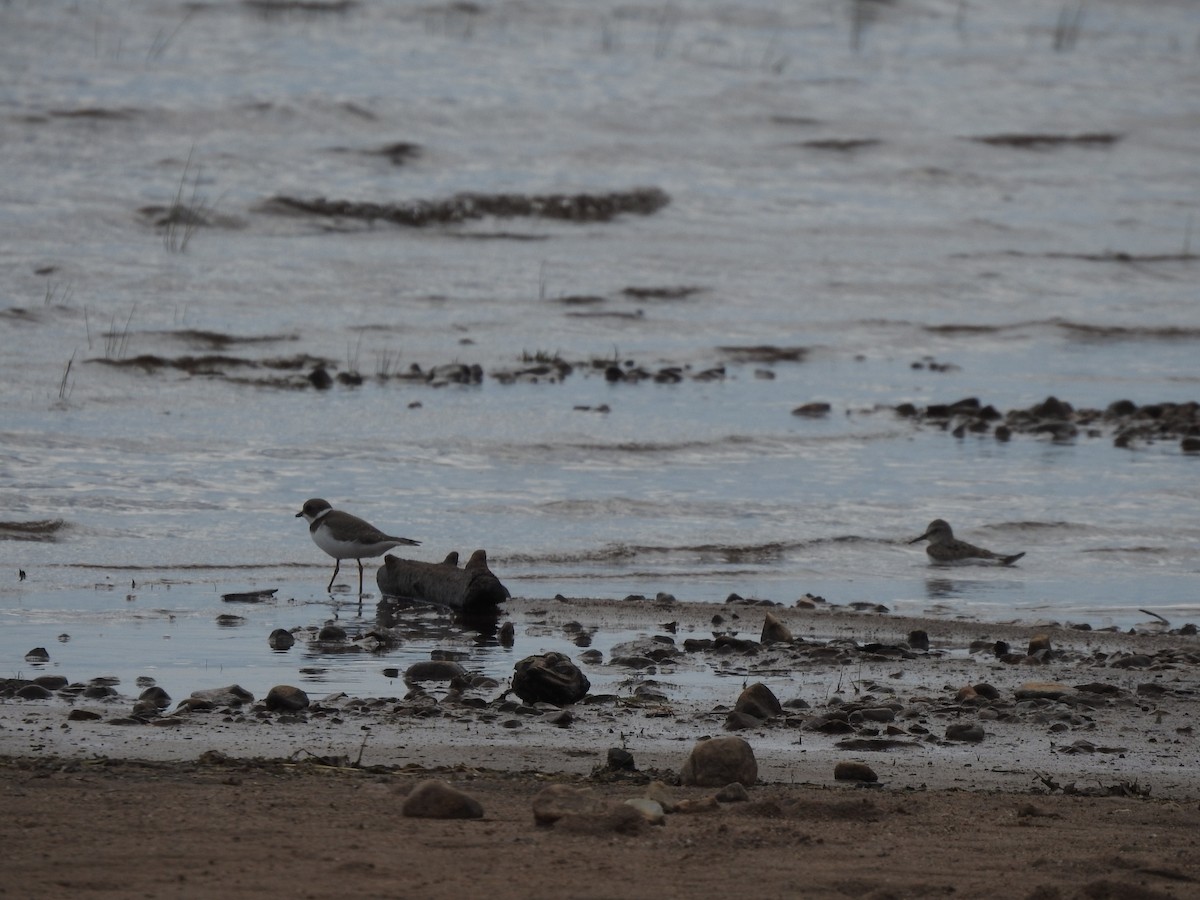 Semipalmated Plover - ML518763261