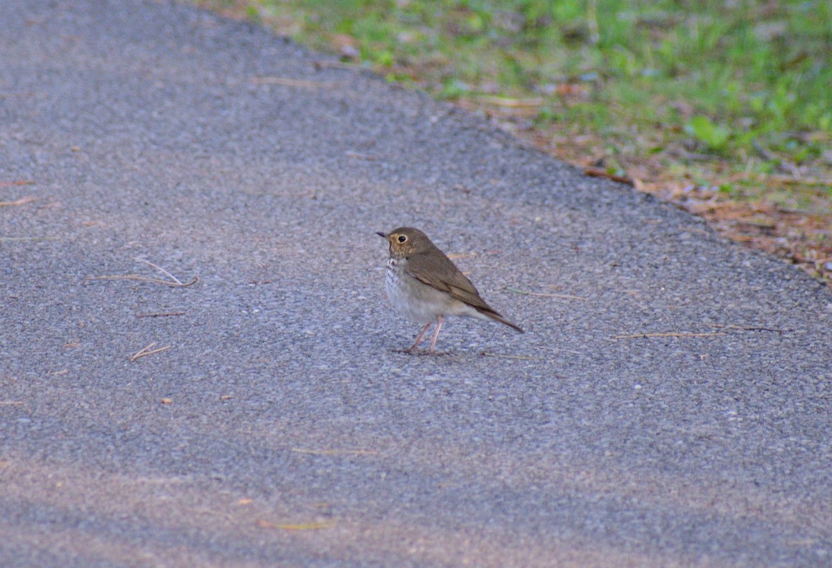 Swainson's Thrush - ML518763431