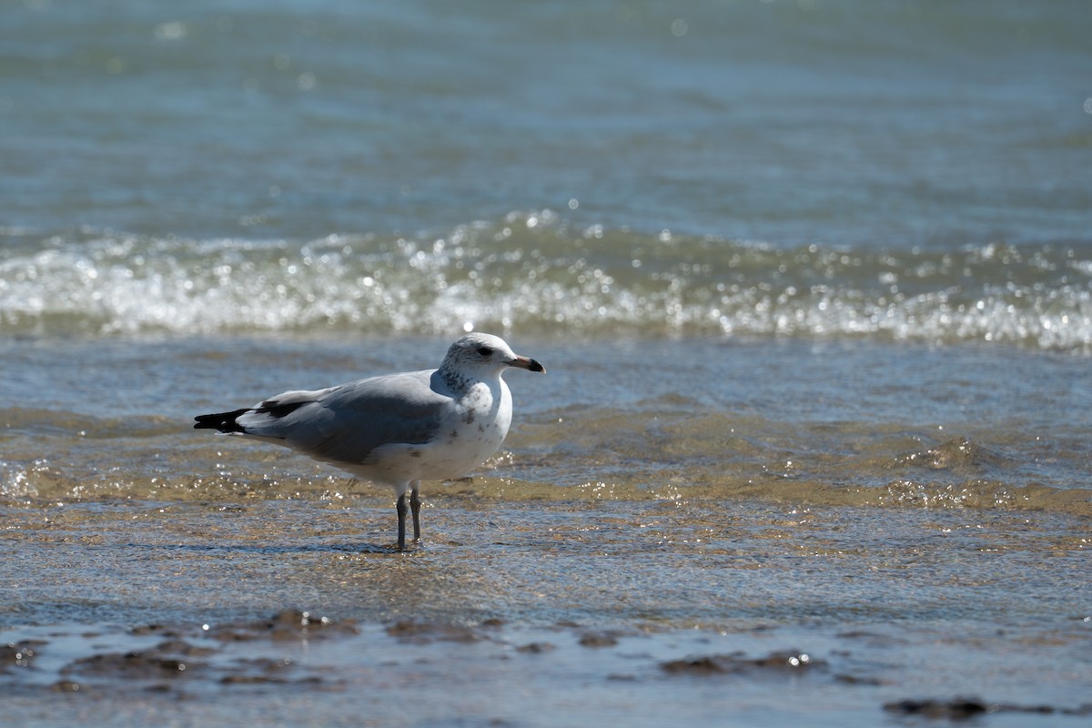 Ring-billed Gull - ML518763661