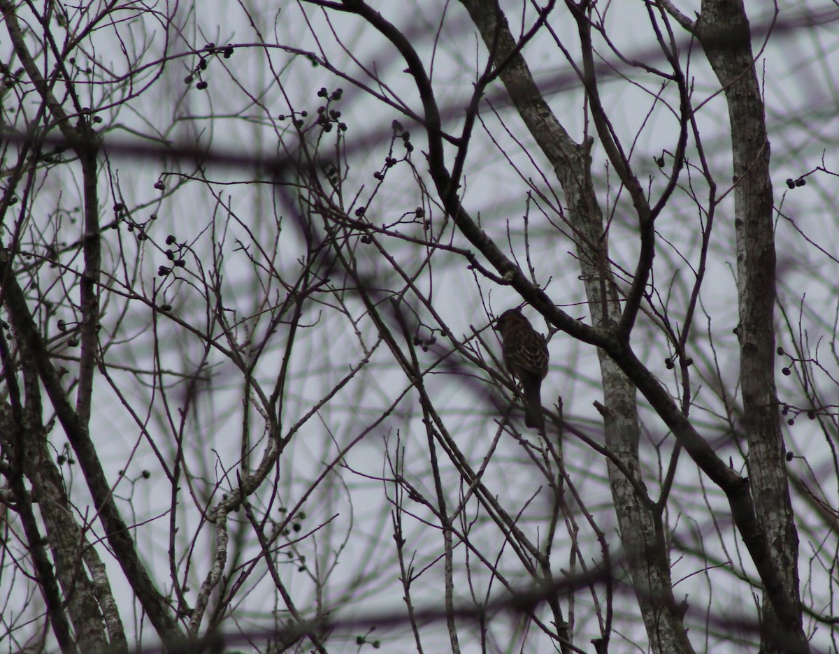 Harris's Sparrow - ML518763741