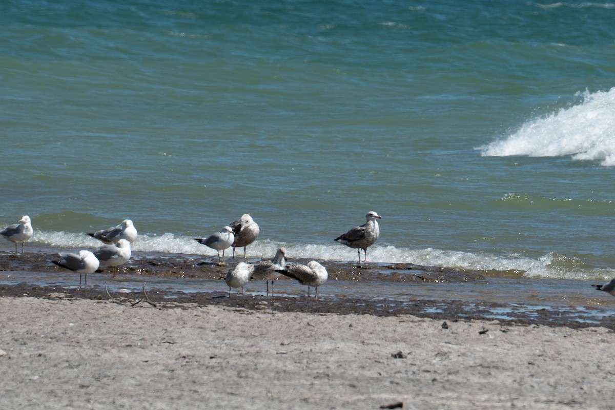 Great Black-backed Gull - ML518763841