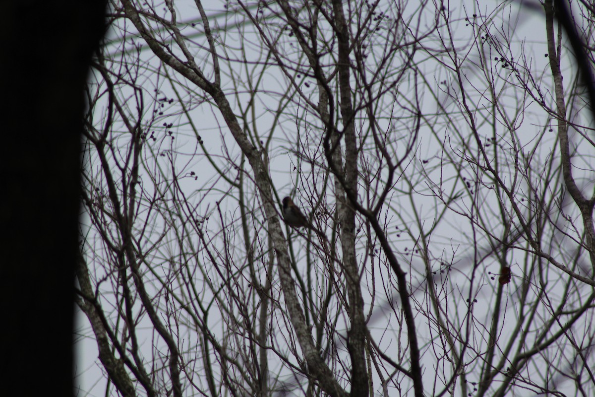 Harris's Sparrow - ML518763971