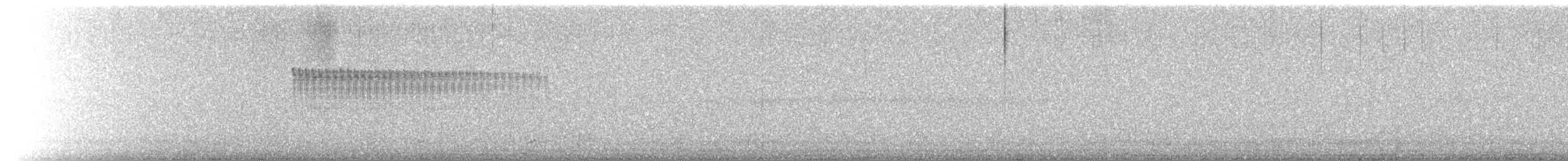 Percefleur à flancs blancs - ML518764481
