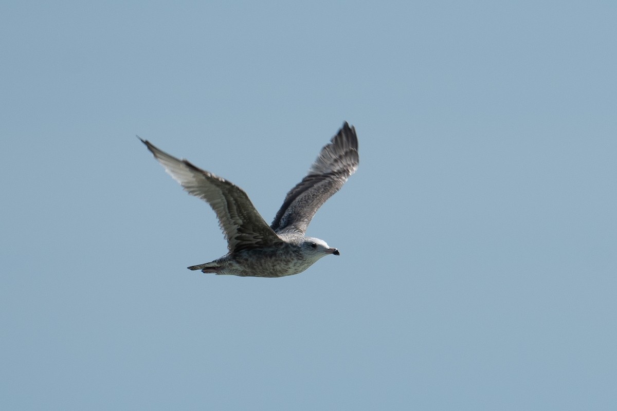 American Herring Gull - ML518765091