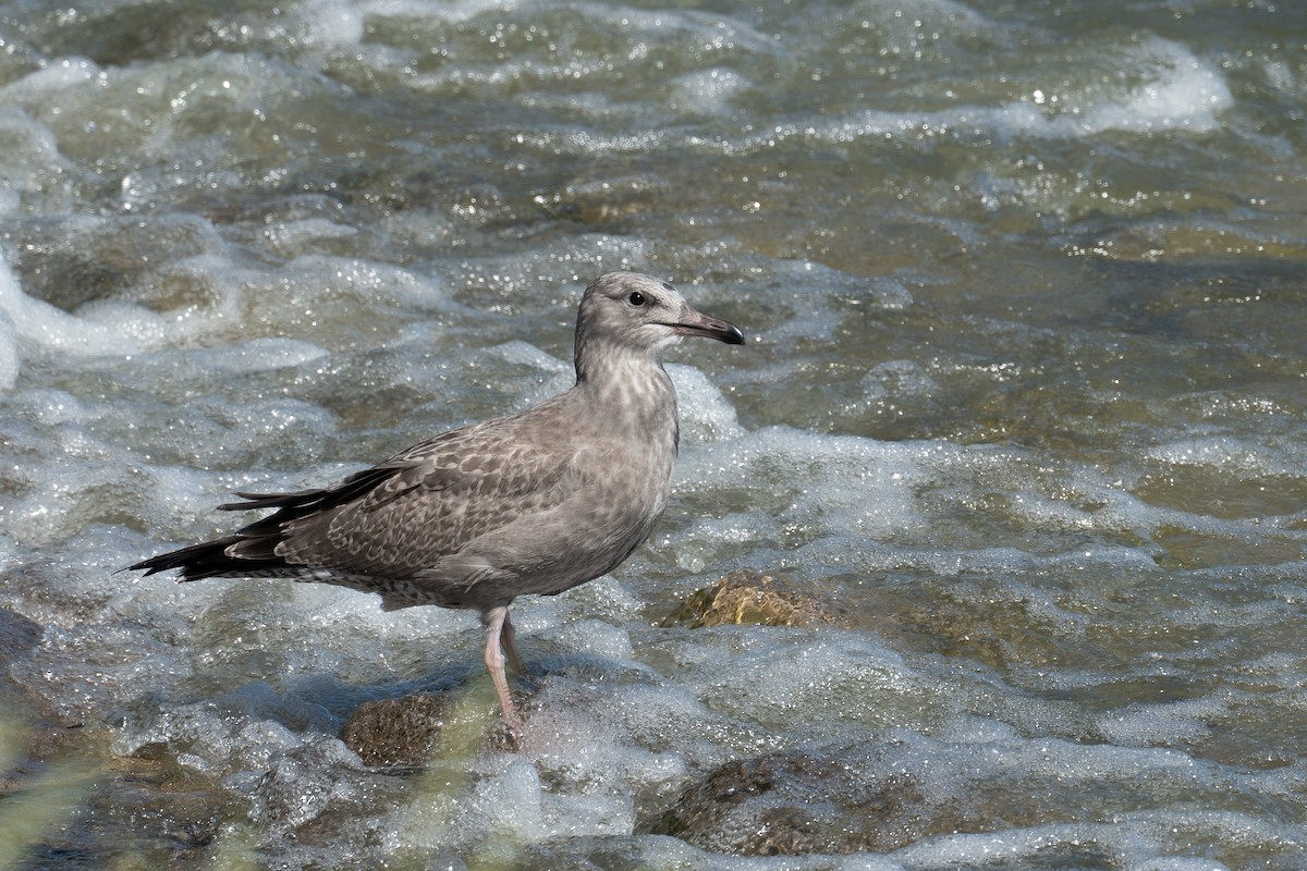 American Herring Gull - ML518765101