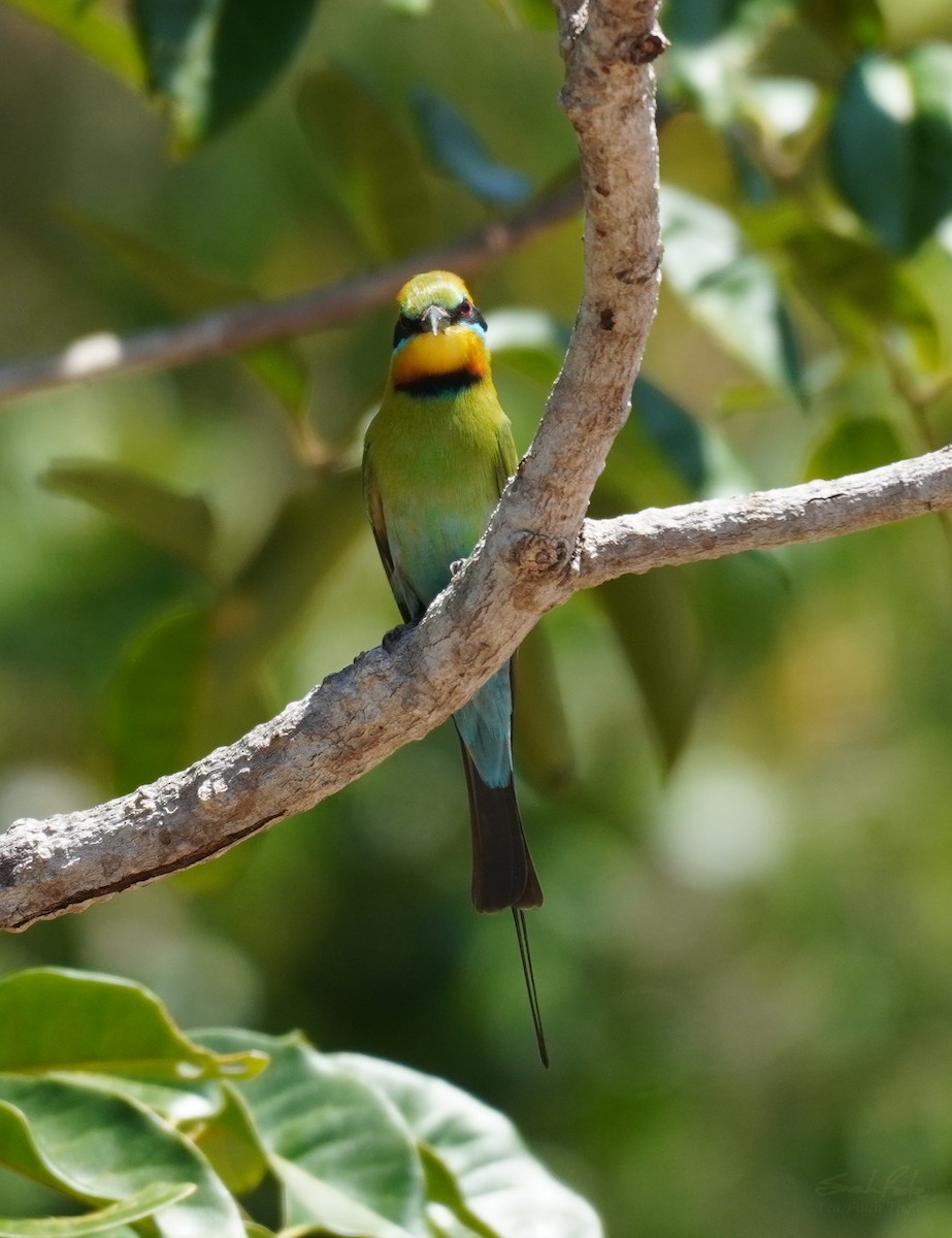 Rainbow Bee-eater - ML518765621