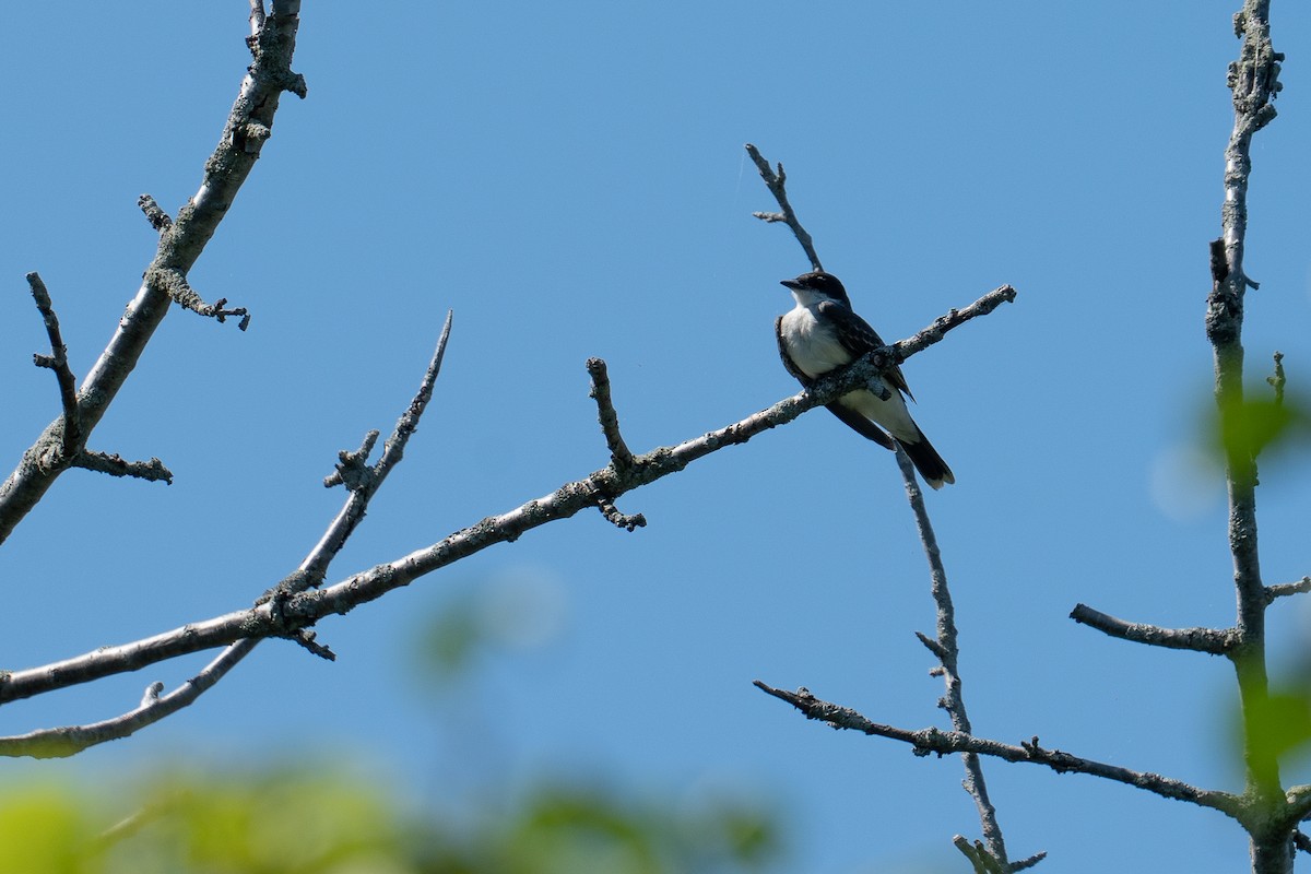 Eastern Kingbird - ML518767071