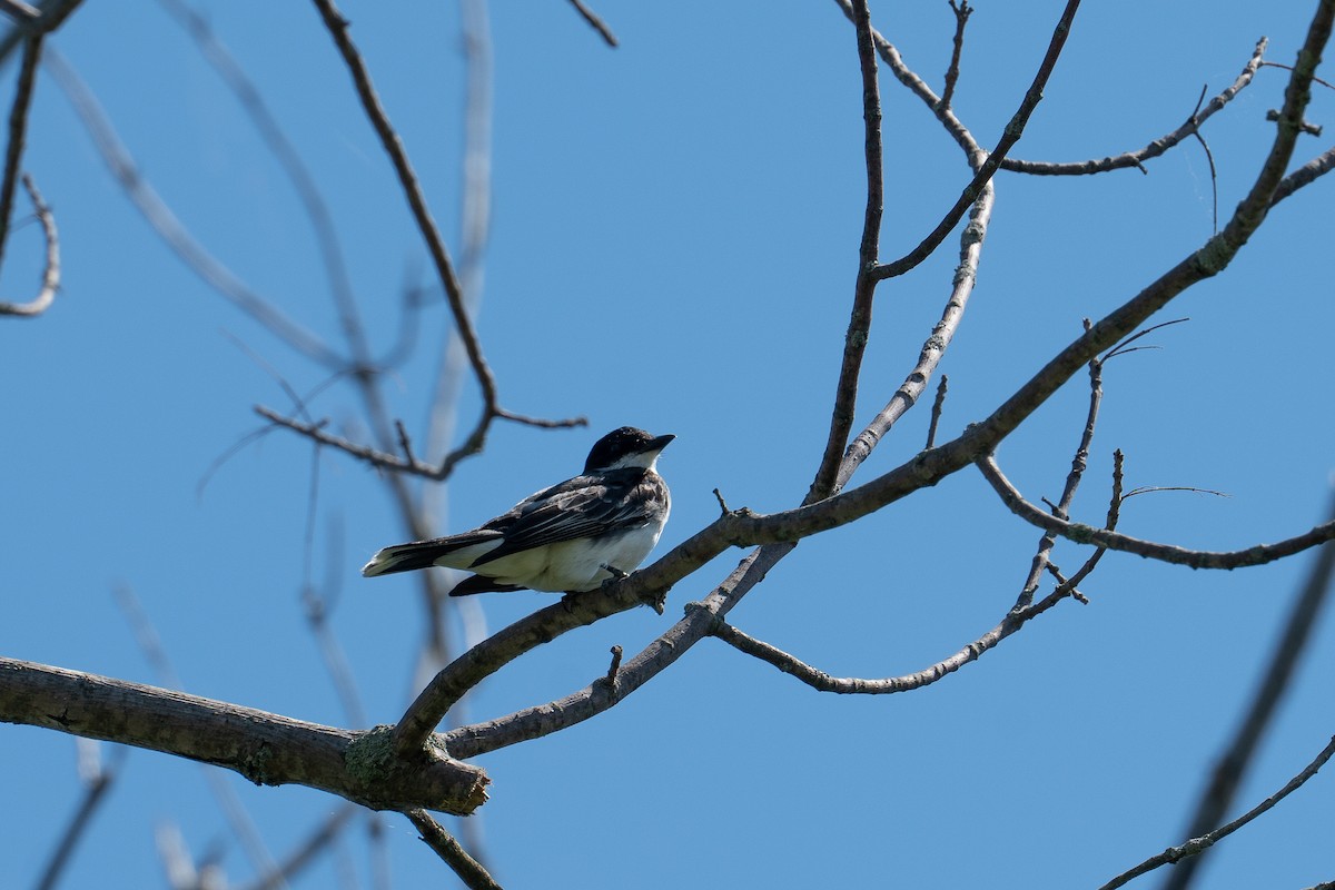 Eastern Kingbird - ML518767081