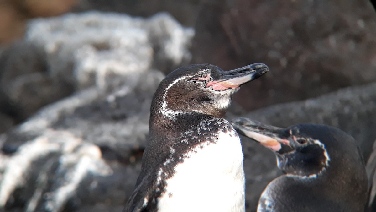 Galapagos Penguin - ML518767341