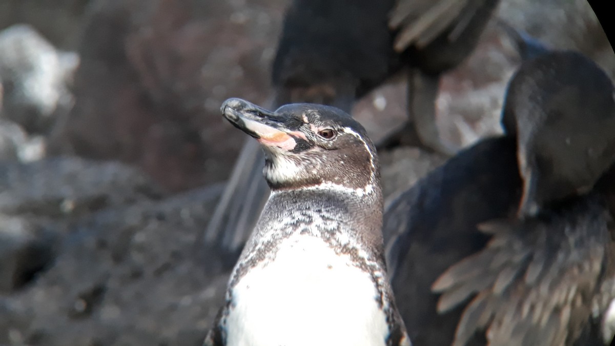 Galapagos Penguin - ML518767361