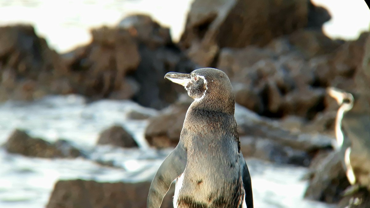 Galapagos Penguin - ML518767401