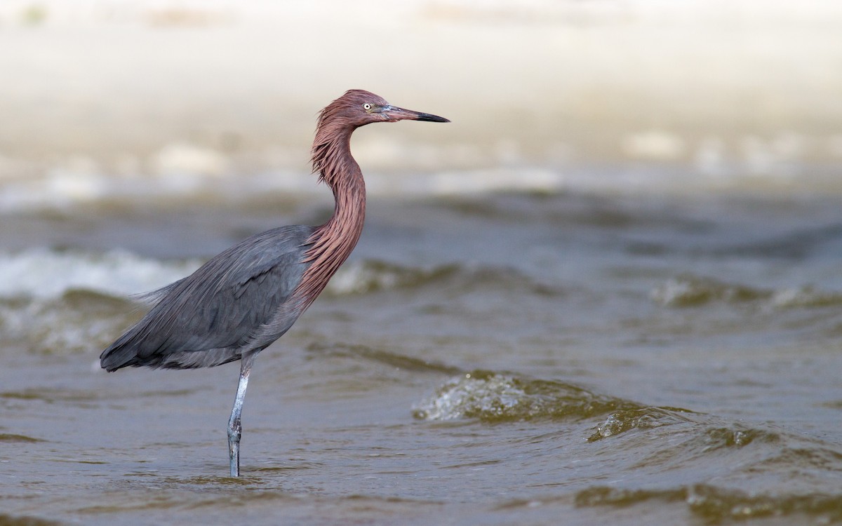 Reddish Egret - Fyn Kynd