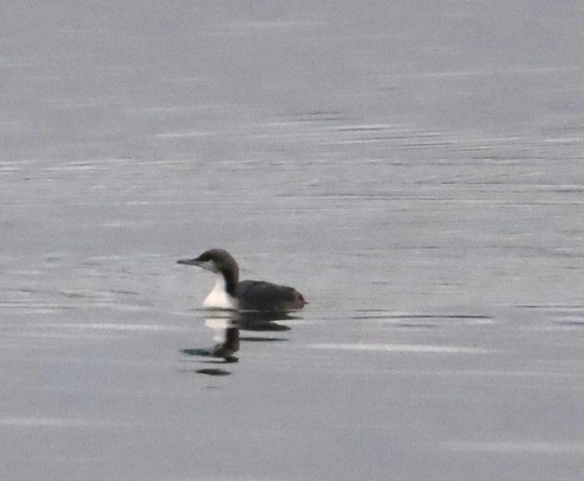 Pacific Loon - ML518767801