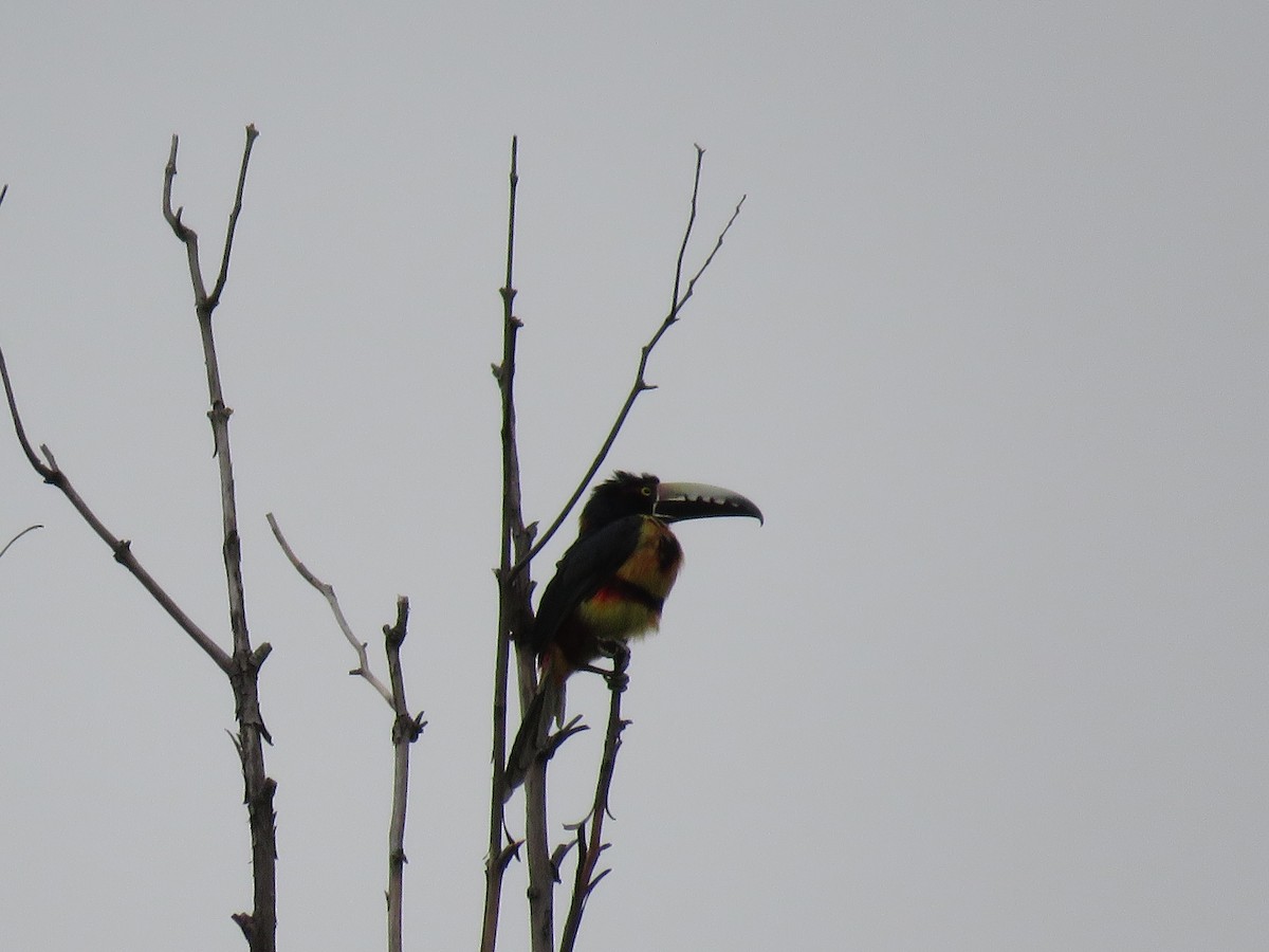 Collared Aracari - ML51876781