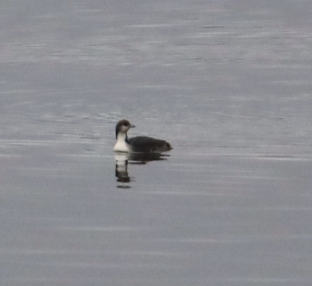 Pacific Loon - ML518767811