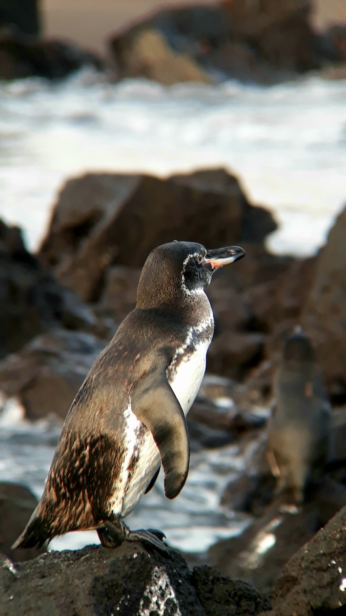 Galapagos Penguin - ML518768011