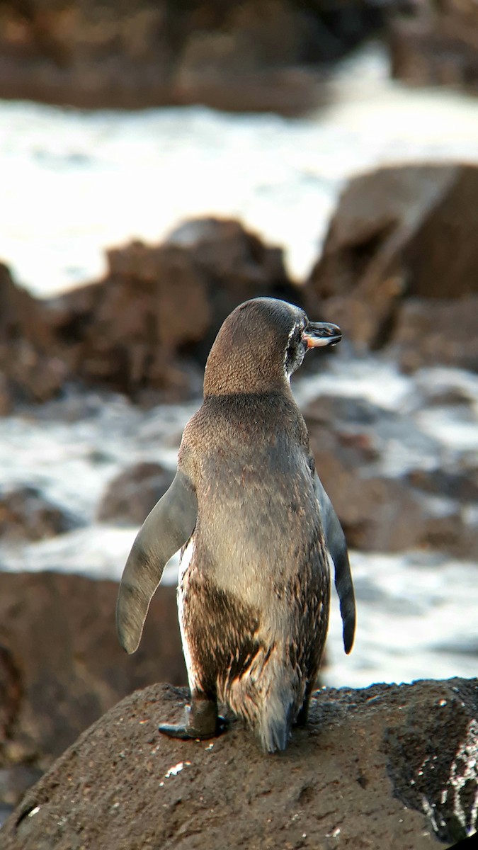 Galapagos Penguin - ML518768031