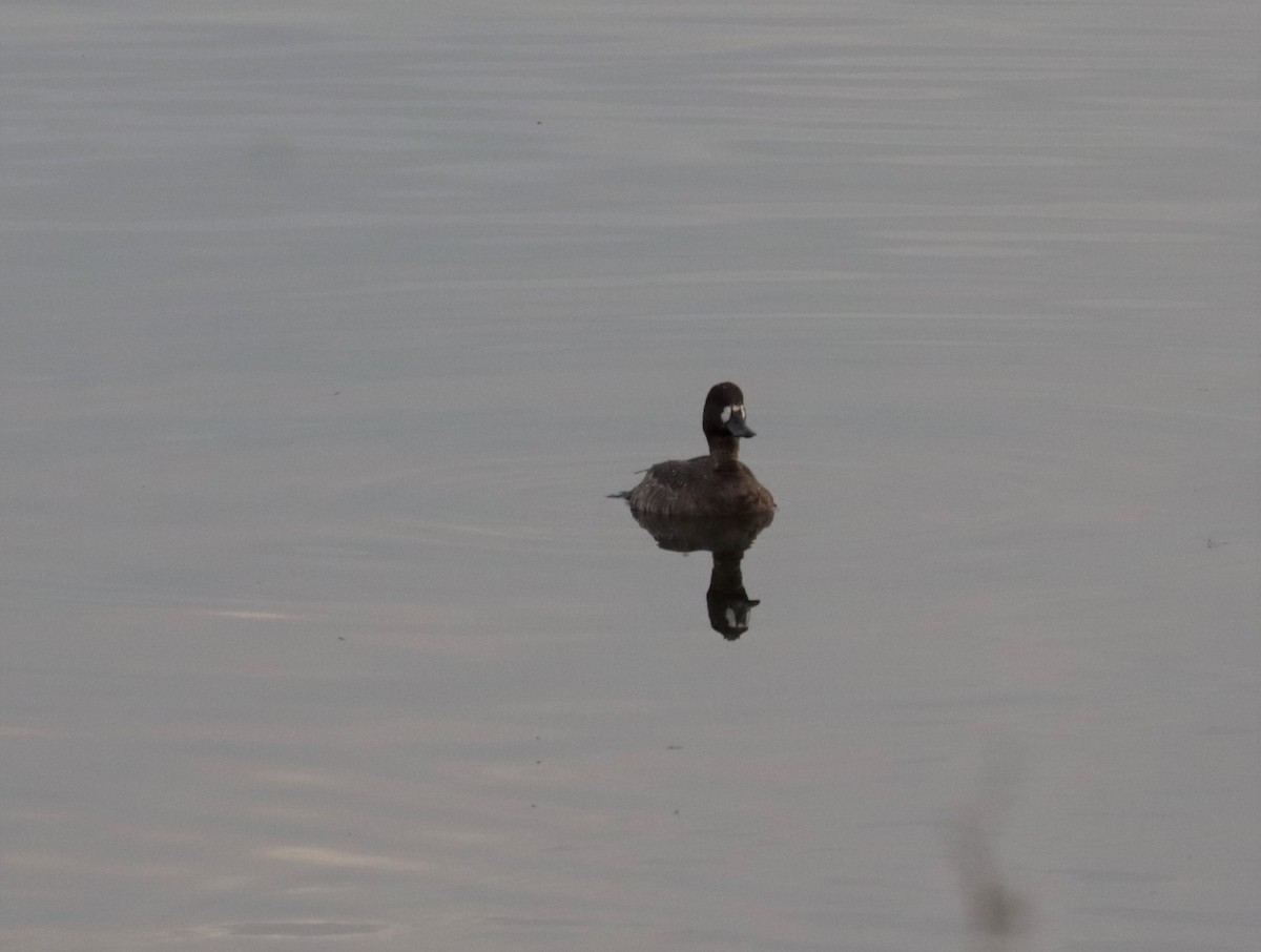 Greater Scaup - ML518768751