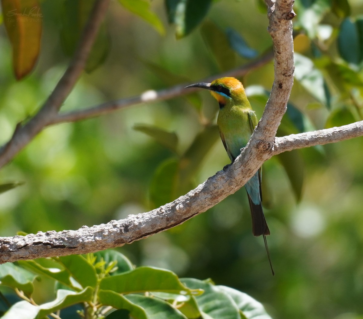 Rainbow Bee-eater - ML518768961