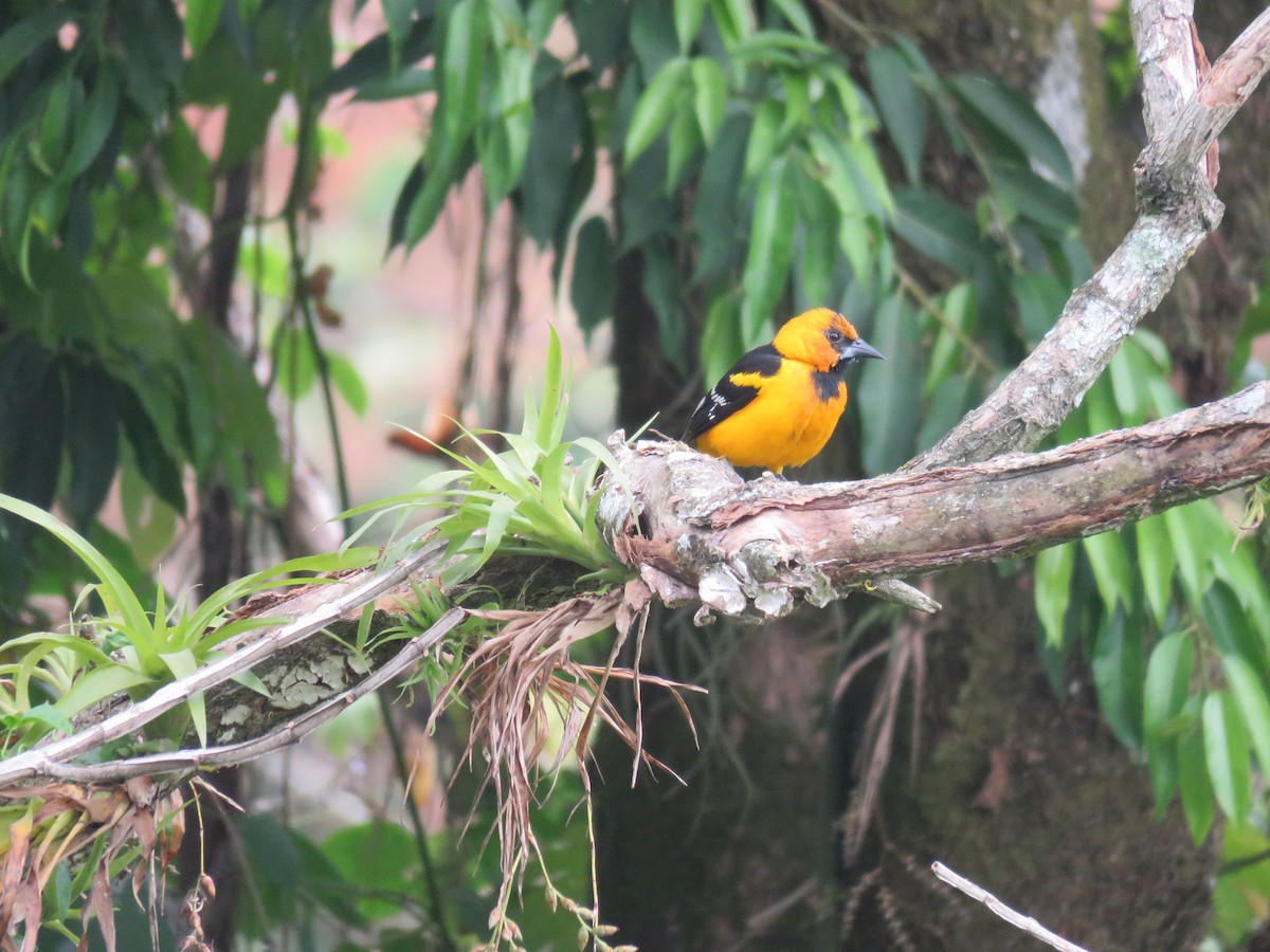 Oriole à gros bec - ML51876921