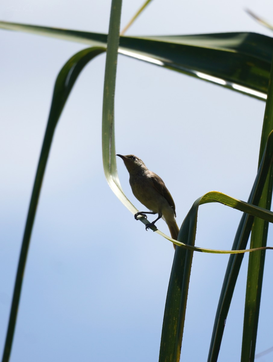 Brown Honeyeater - ML518769281