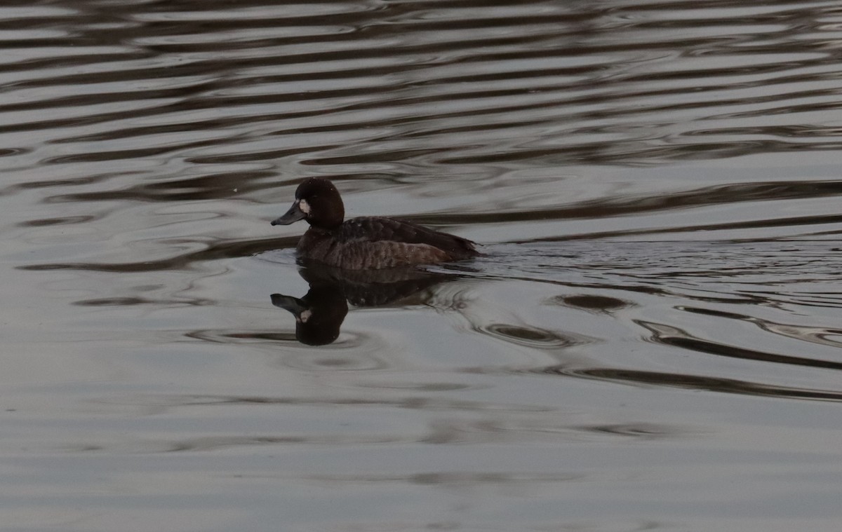Greater Scaup - ML518769621