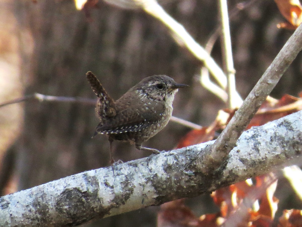 Winter Wren - ML51876971