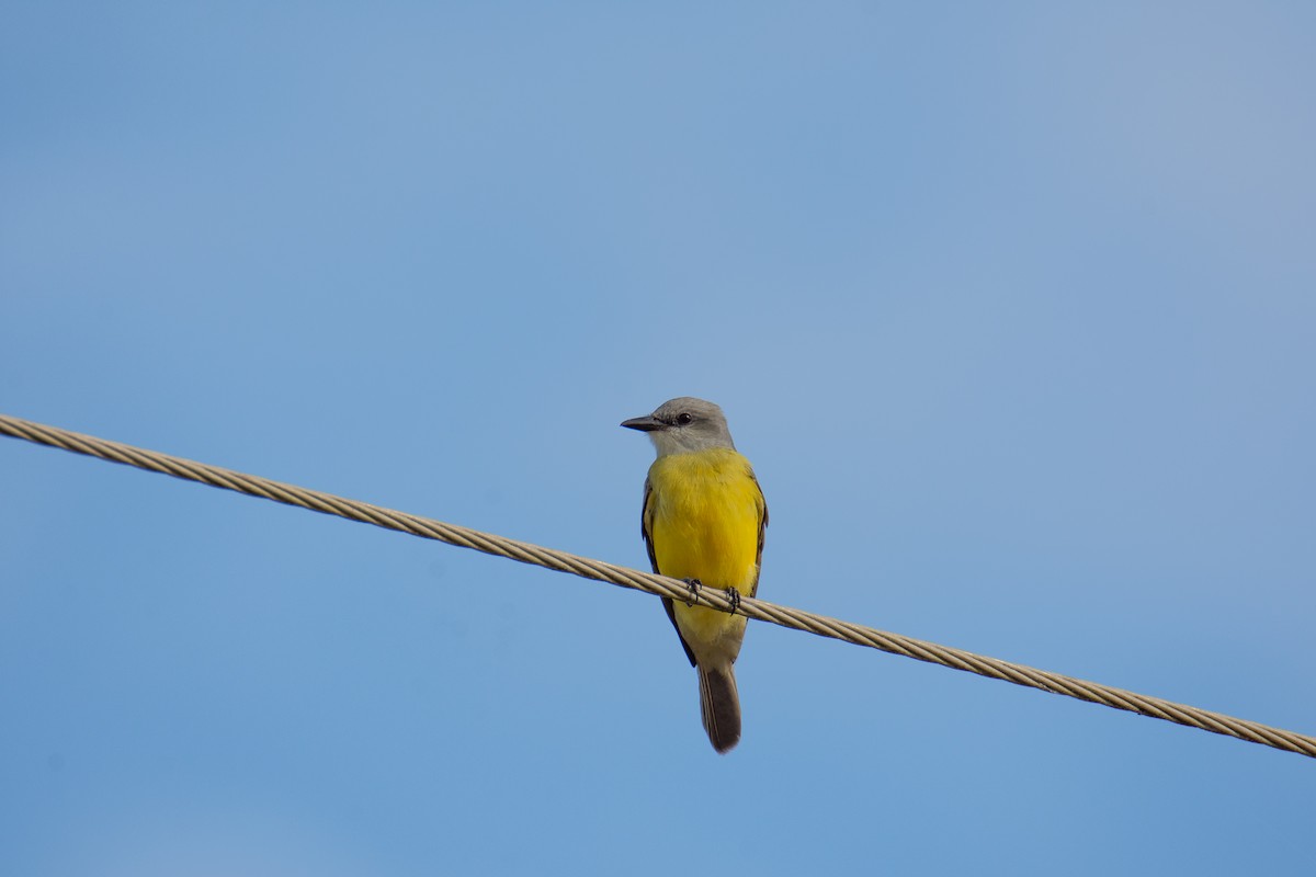 Tropical Kingbird - ML518770241