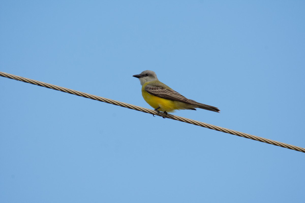 Tropical Kingbird - ML518770251