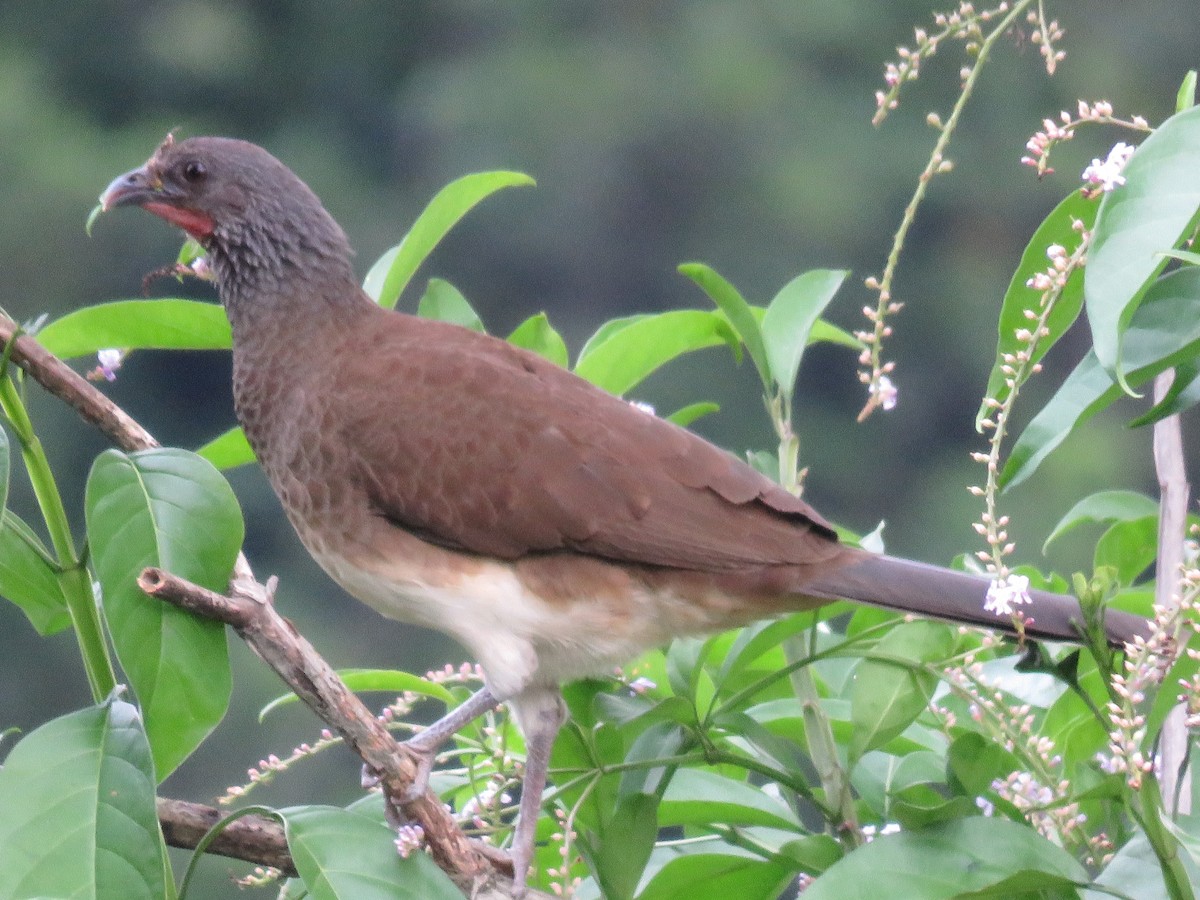 White-bellied Chachalaca - ML51877061