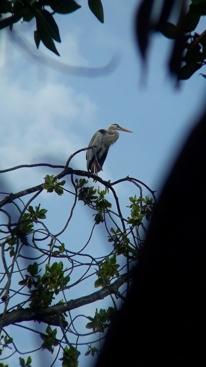 Great Blue Heron - ML518770641