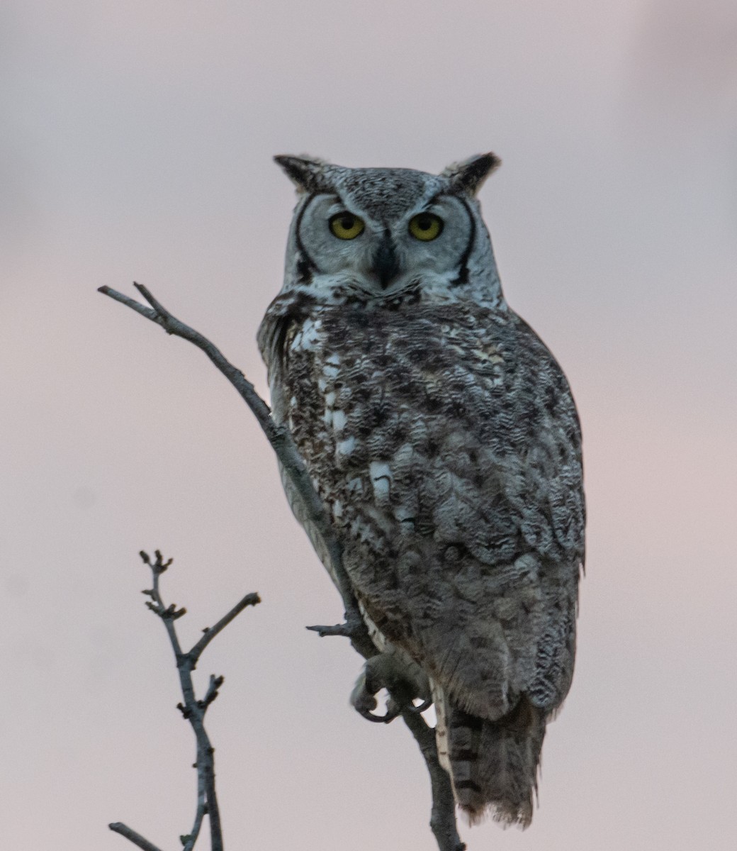 Great Horned Owl - ML518770921