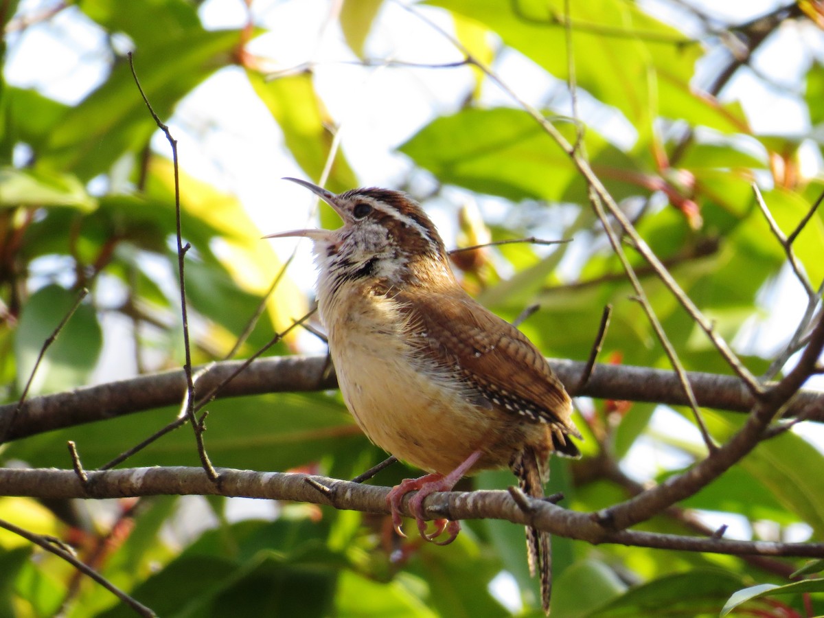 Carolina Wren - ML51877121