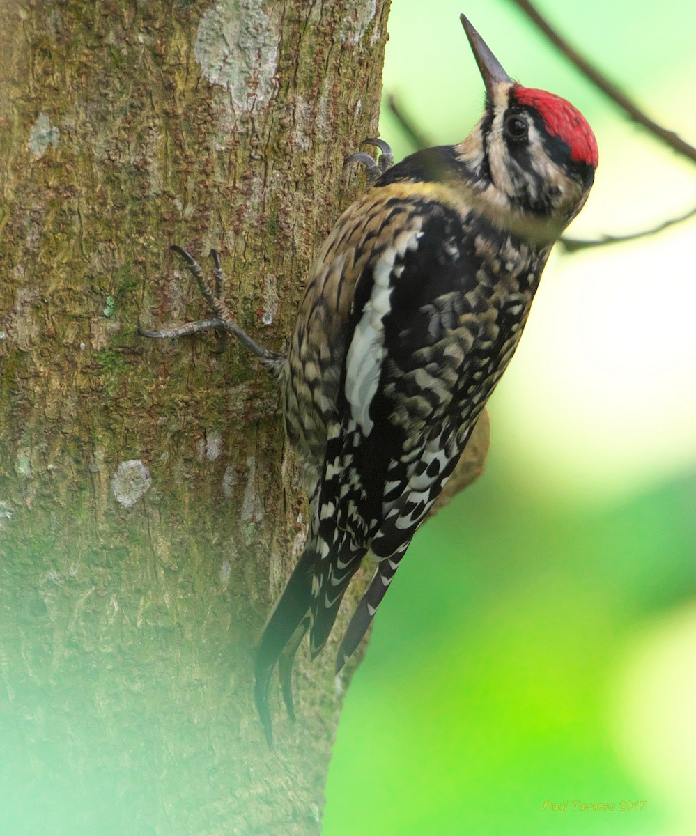 Yellow-bellied Sapsucker - ML51877131