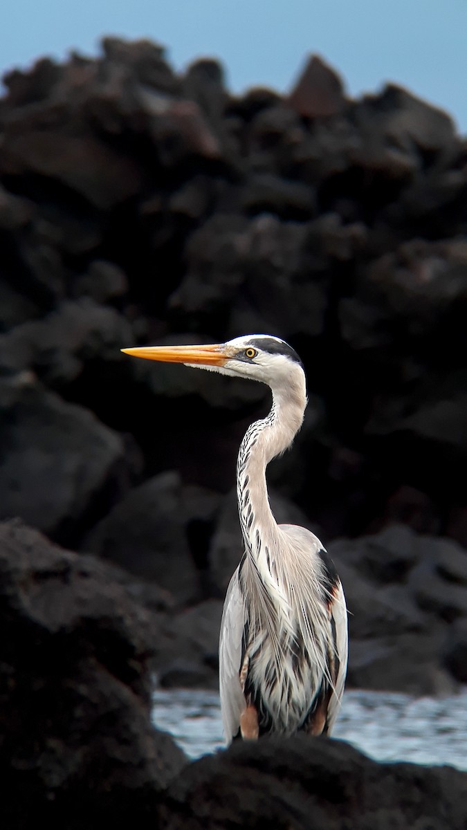 Great Blue Heron - Angel  Argüello Méndez