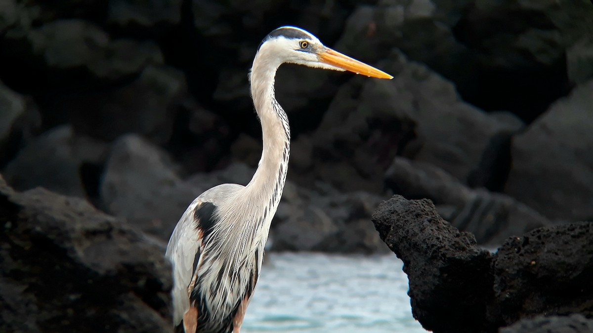 Great Blue Heron - ML518771471