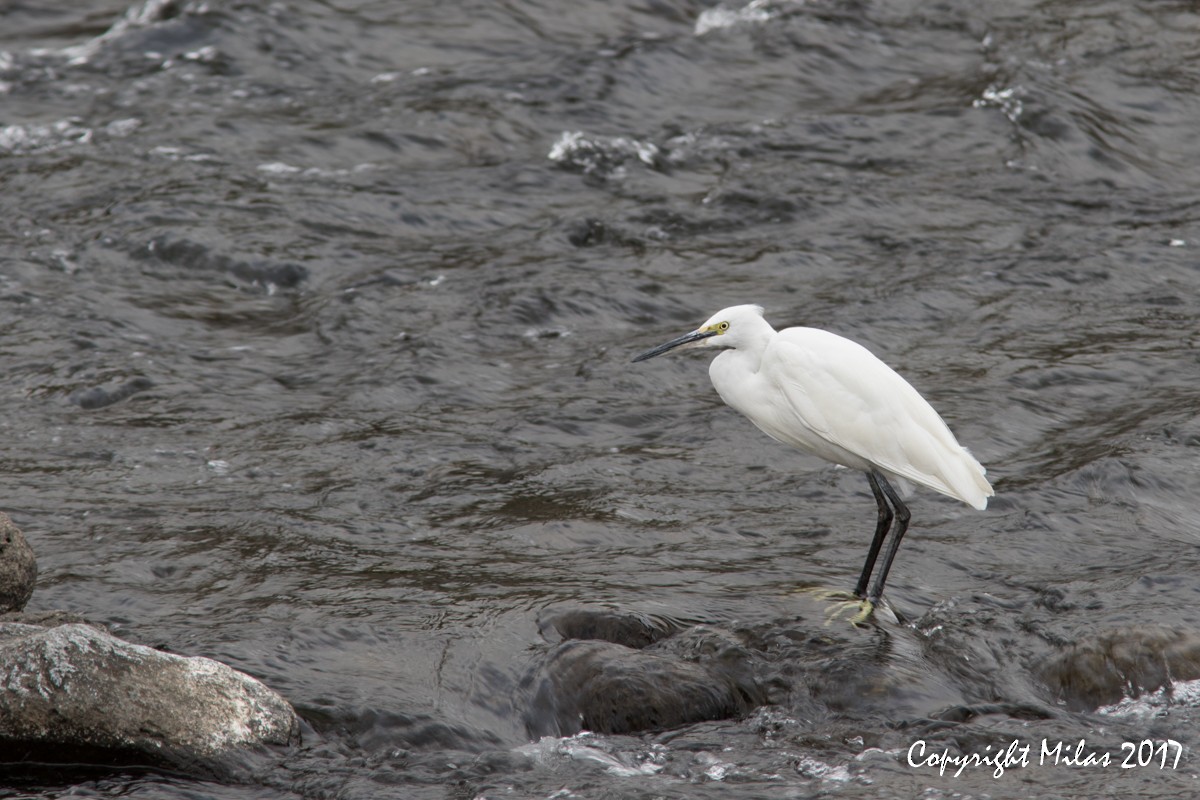 Little Egret - ML51877151