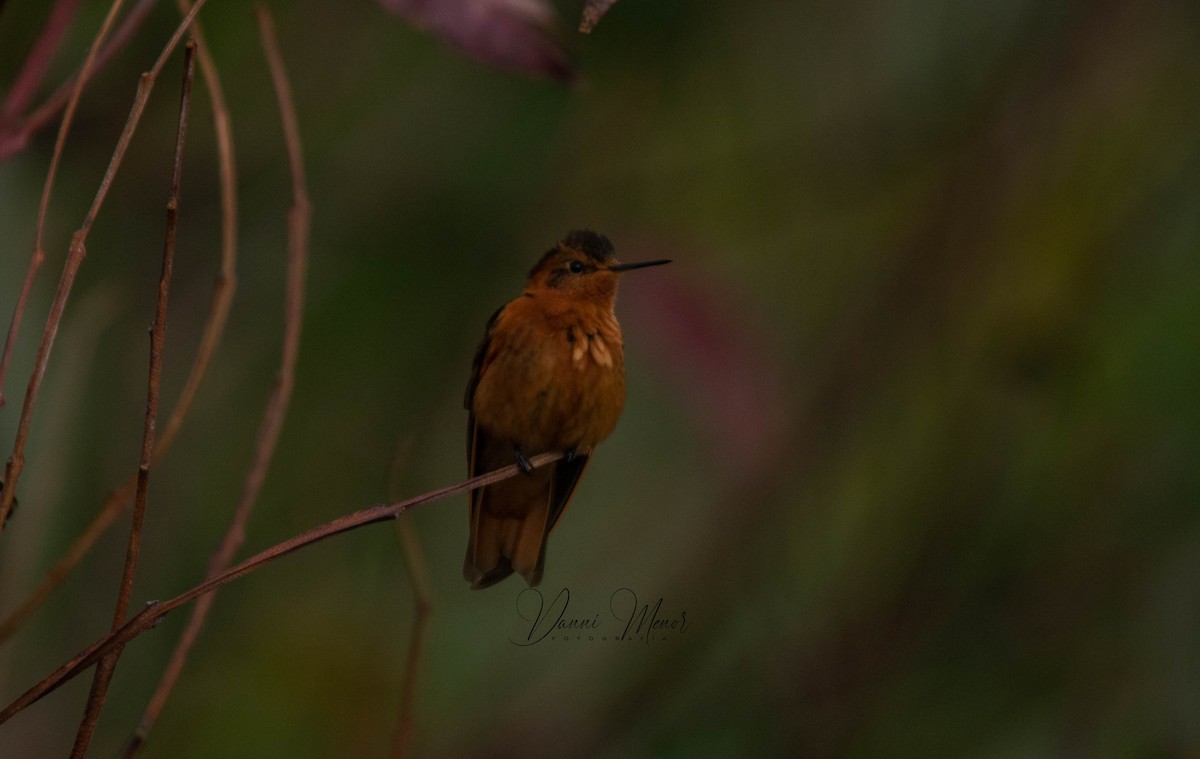 kolibřík duhovohřbetý - ML518771971