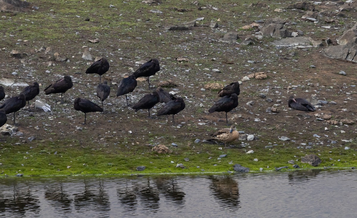 Crested Duck - ML518773061