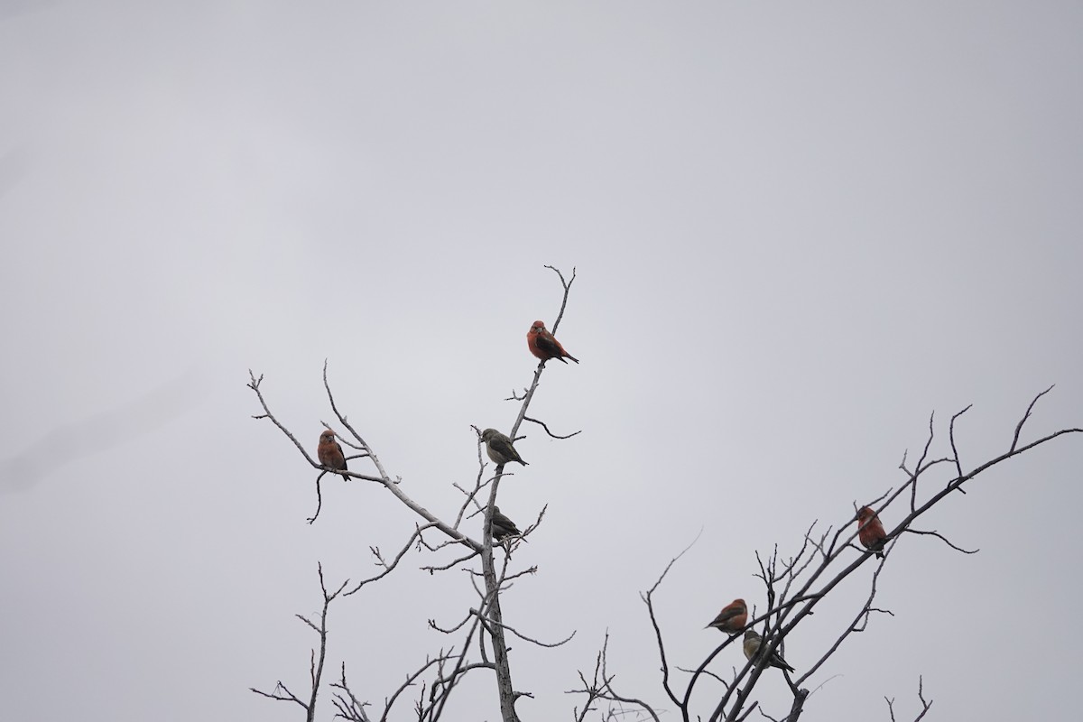 Red Crossbill (Ponderosa Pine or type 2) - H.M. Hofling